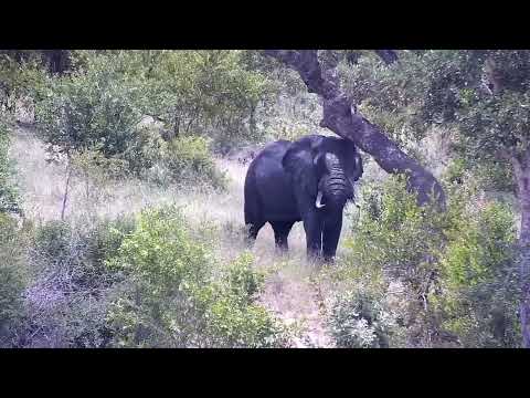 Djuma: Lone Elephant gets drink at dam and disturbs Hippo's rest a bit   - 12:15 - 01/20/2023