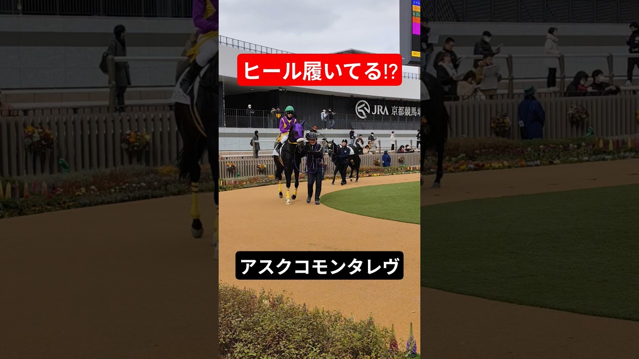 足音立て颯爽と歩くサラブレッド、アスクコモンタレヴ。現地映像、京都競馬場 #horse #競馬