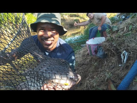 É muita tilápia , nesse Areião de Guidoval MG . 
