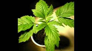 fidel nadal   jah live