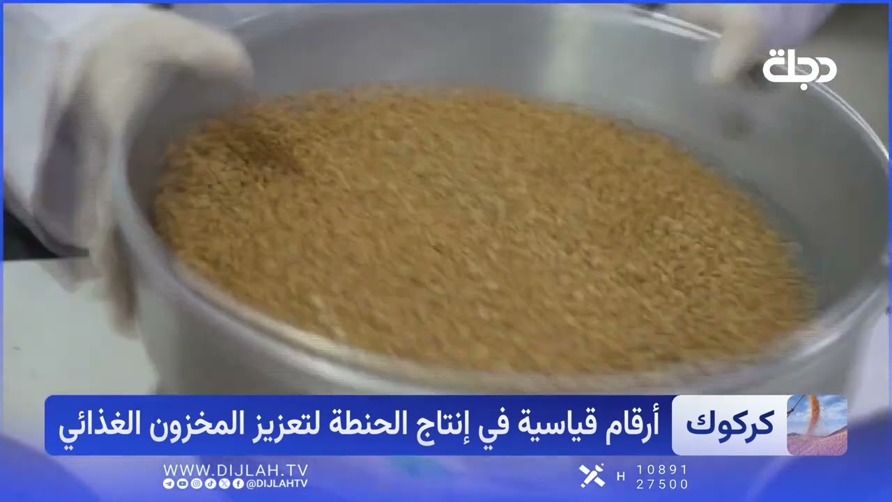 فيديو | كركوك تملأ سلتها بالحنطة.. أرقام قياسية بفضل الأمطار
