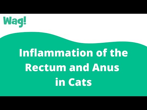 Inflammation of the Rectum and Anus in Cats | Wag!