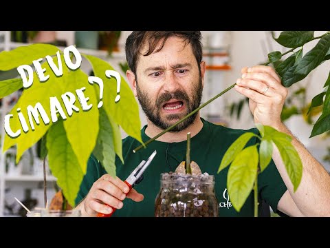 La cimatura dell’Avocado dalla A alla Z! 🤩