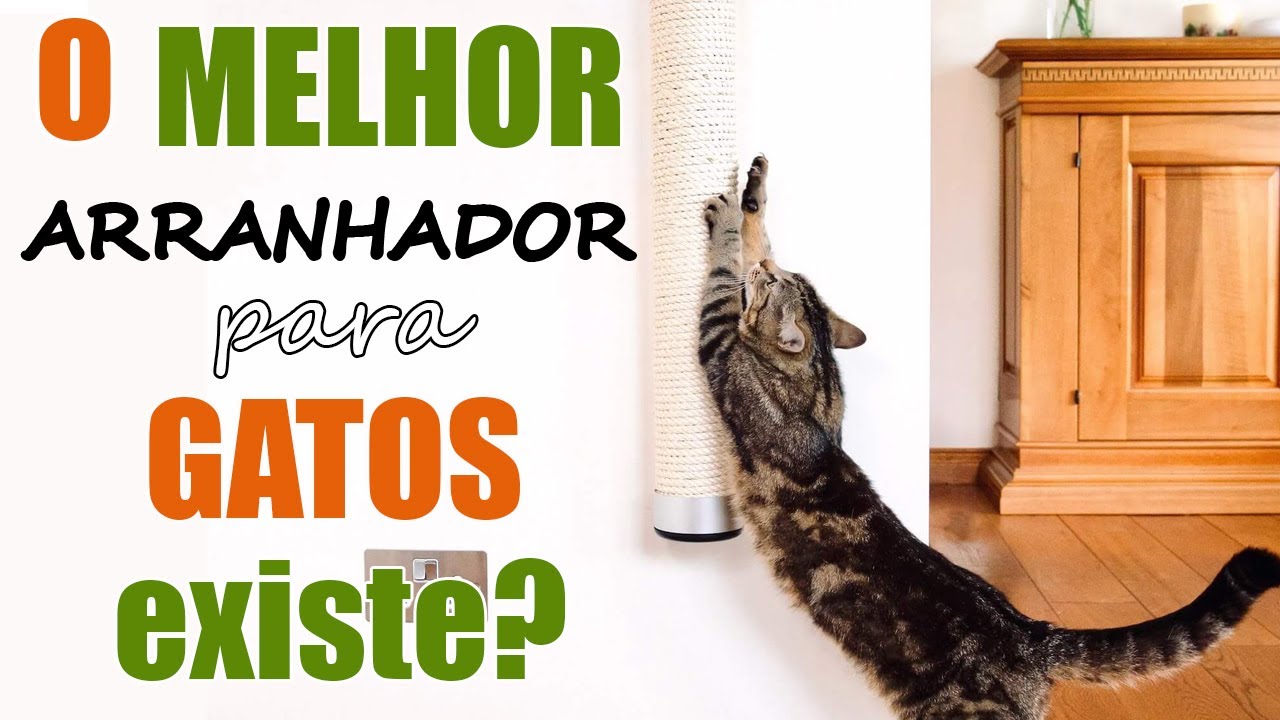 O melhor arranhador para gatos - veterinária explica