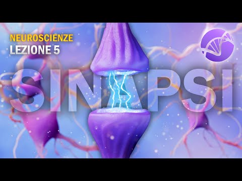 Le Sinapsi | NEUROSCIENZE - Lezione 5
