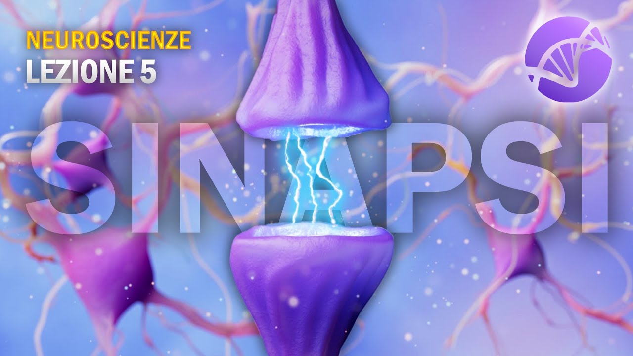 Le Sinapsi | NEUROSCIENZE - Lezione 5