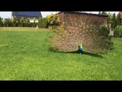 Frühling hinterm Haus - balzender Schwarzflügelpfau bei den Ouessantschafen