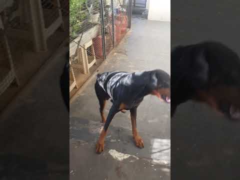 Dog Playing 🐶 #viral #trending #ytshorts #youtubeshorts #dog #doglover #funny #explore #running