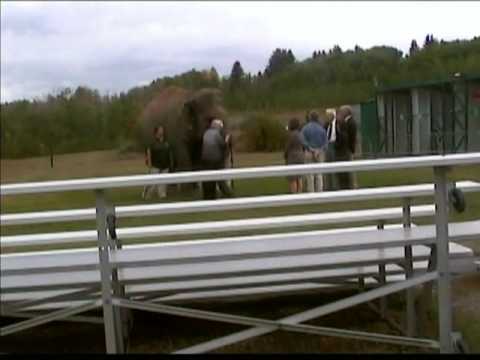 Linda Cochrane touching Lucy and then wiping her hand on a keeper's shirt
