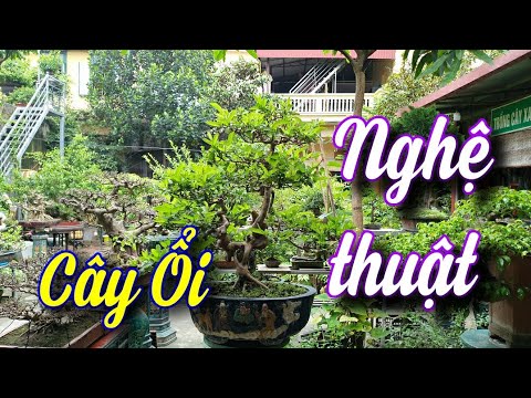 SH.6185. Cây Ổi bonsai tầm nhỏ rất nghệ thuật. Đth liên hệ 0964.894.094.