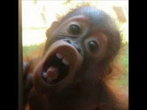 DJ N1GGA -  Where Have the Viper Been (Hardwell REMIX) Dannic vs Rihanna ft. Hardwell