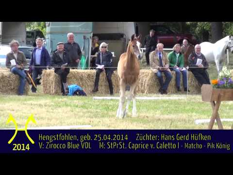 Hengstfohlen von Zirocco Blue VDL - Caletto I - Matcho - Pik König *2014
