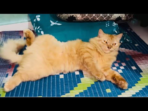 Sheru KA SONE KA TARIKA DEKHO GUYS 🙈🤣#sunita #vlog 