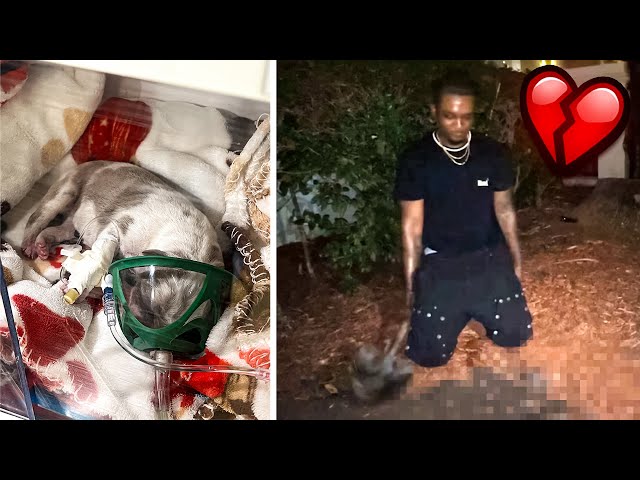 FaZe Clan's YourRAGE delivers 11 puppies on Twitch livestream