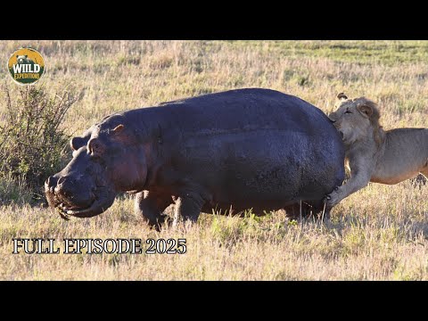 Crocodile vs Hippo | The Relentless Clash Between Two River Kings