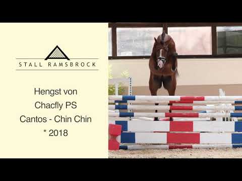 Nr 52 Chacfly PS x Cantos