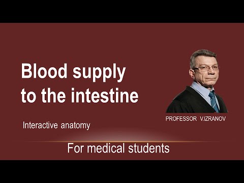 Blood supply  to the intestine. Interactive anatomy (nash-pirogov.ru)