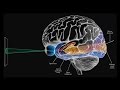 How Color Tricks The Eye And Brain World Science Festival