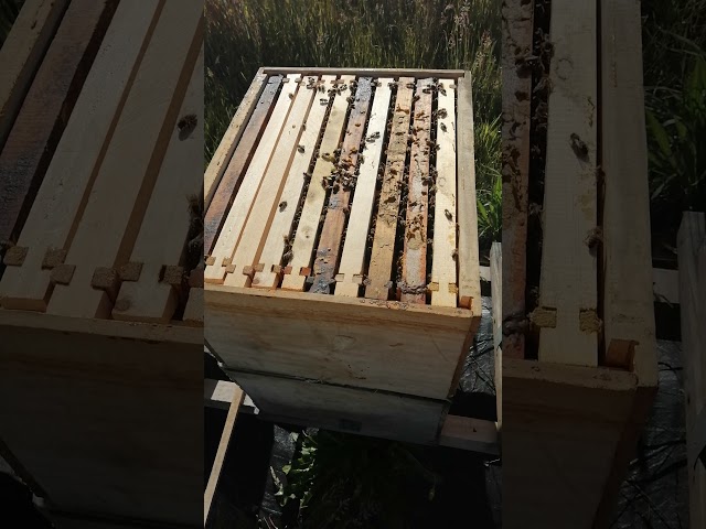 Vídeo relacionado con Walfront Kit de Cría de Abeja Reina 1 Caja de Cría de Reina 110 Copas de Célula 12 Bloques de Barra de Célula y Casquillos 10 Cajas de Rodillos de Pelo