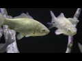 channel