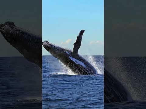 Thumbnail for Captain Cook Cruises' Ultimate Whale Watching Event Made for You