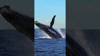 Captain Cook Cruises' Ultimate Whale Watching Event Made for You