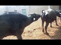 Murrah Buffalo Meeting In Village