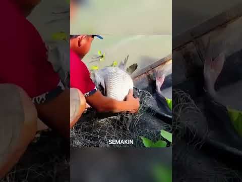 Kolam Terbengkalai Ini Ternyata Menyimpan Ikan Predator Raksasa! 😱🐟