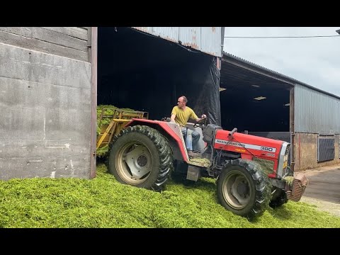 Cumbrian Silage 2022. At the pit with the Massey 390 buckraking in a very low shed.