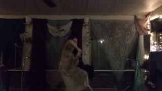 Laniakea series 1/2, Dancelog