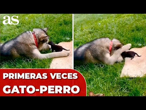 PRIMER ENCUENTRO entre un GATO y un PERRO: ¿Serán GRANDES AMIGOS?