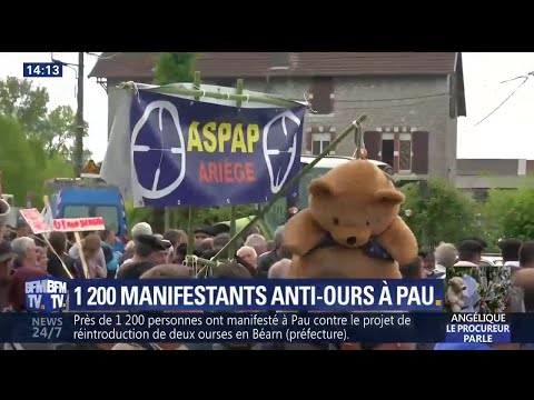 1.200 éleveurs protestent contre la réintroduction de l'ours dans les Pyrénées