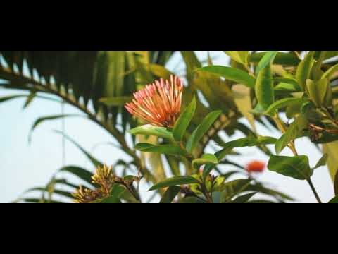 G Emmel- Billionaire cover(Teni)