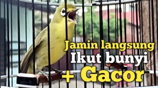 Download lagu SUARA CIAK CIAK JOSS KECIAL KUNING GACOR | DI JAMIN YANG MENDENGAR IKUT BUNYI GACOR NGEJOS mp3
