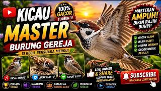 Download lagu BURUNG GEREJA GACOR! 🔥 Suara Cuitan Ramai Bikin Hati Senang | Kicau Master mp3 Download lagu BURUNG GEREJA GACOR! 🔥 Suara Cuitan Ramai Bikin Hati Senang | Kicau Master mp3