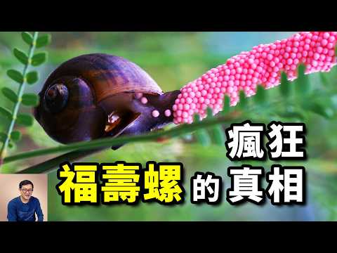 為什麼說福壽螺被誤會了？剖析冒充田螺事件！世界百大入侵物種，福壽螺有哪些天敵？又該如何防治？【老肉雜談】#動物 #福壽螺 #美食 #物種入侵 #生物