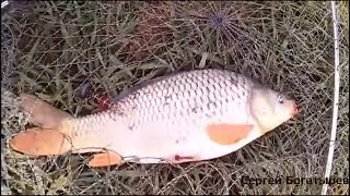 Рыбалка на маевских прудах краснодарского края