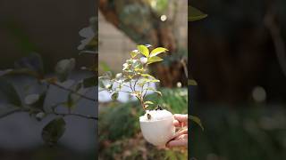 2月、コーヒーカップミニ盆栽の救出 #bonsai #盆栽 #DIY