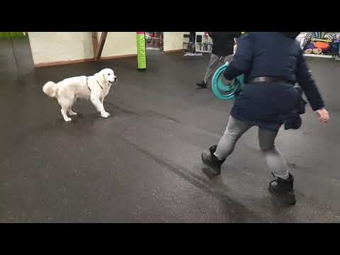 Hunde trainieren -Steh aus der Bewegung und Entfernung -Aufbau mit Bodentarget