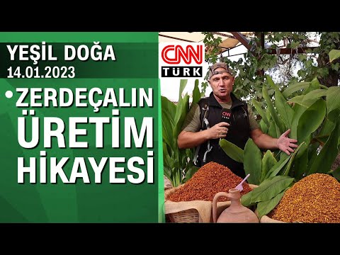 Muğla Milas'taki zerdeçalın üretim hikayesi - Yeşil Doğa 14.01.2023 Cumartesi