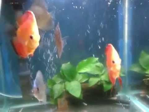 My small aquarium discus