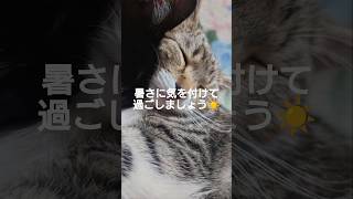 今月もよろしくお願いします✨ #猫 #保護猫 #猫かわいい #猫動画 #玲音くんとねんね