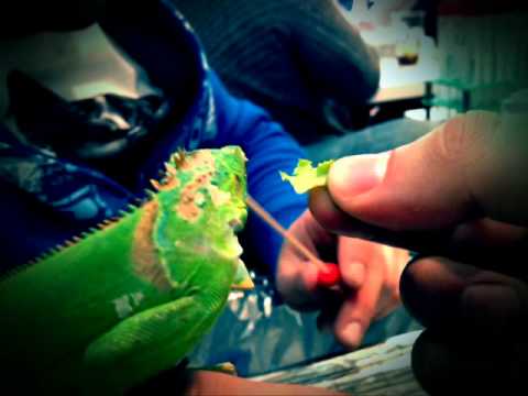 Iguana @ Designers Bar