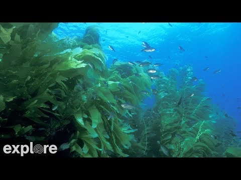 USC Wrigley Catalina Marine Reserve powered by EXPLORE.org