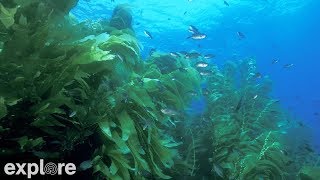 USC Wrigley Catalina Marine Reserve powered by EXPLORE.org