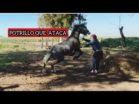 DESCUBRE LO PELIGROSO QUE SE PUEDE VOLVER UN POTRILLO HUMANIZADO