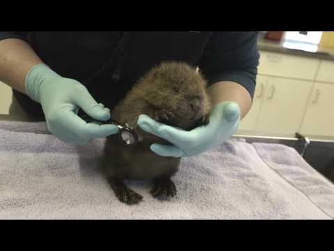 認識可愛的海狸寶寶，Timber！ (Meet the Adorable Baby Beaver, Timber!)