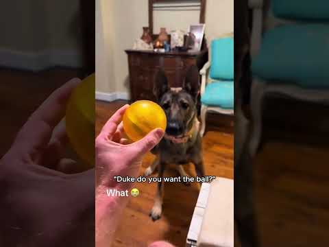 This dog can’t stop loving the ball. #dog