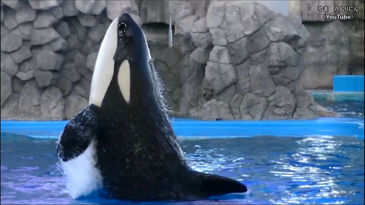 メインプールでのシャチ公開トレーニング / 名古屋港水族館