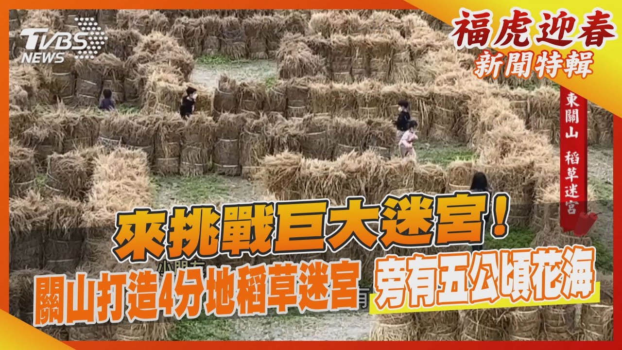 來挑戰巨大迷宮!關山打造4分地稻草迷宮 旁有五公頃花海